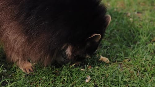 Essen, verstreut, Grasmehl, Waschbär, Dine