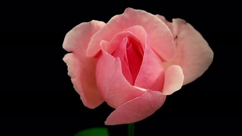 Delicate Pink Rose Blooming in Time Lapse