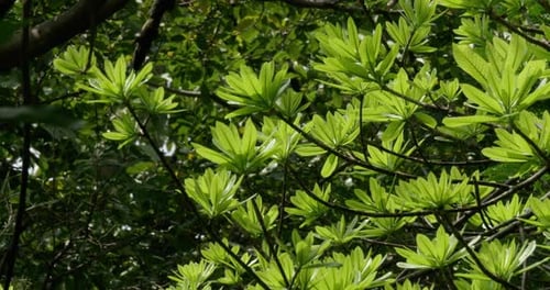 Beautifully lit tender green leaves showcasing their delicate structure and vibrant color.