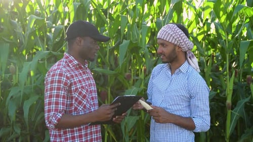 Indian and African Farmers Checking Corn Crops