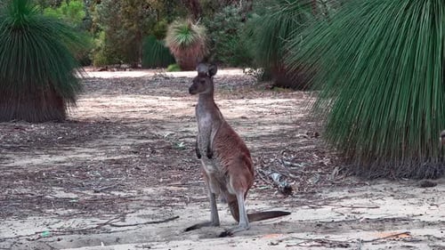 Kangaroo Stands Tall Among Green Grass Trees