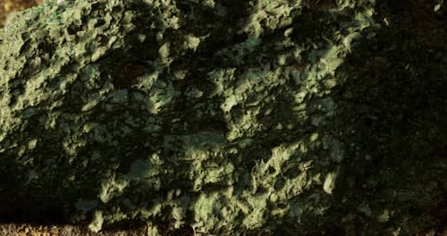 Textured Green Rock Surface with Intricate Details in Natural Setting