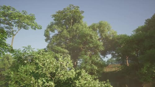 Lush Green Forest Canopy Panning Background