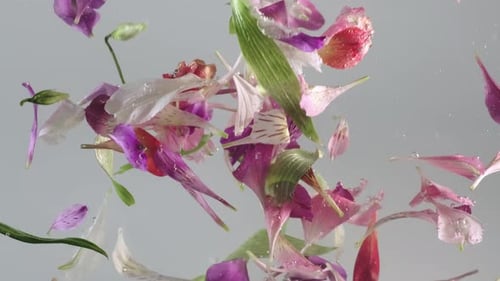 Underwater Beauty: Floral Petals Floating in Water. Concept on nature background
