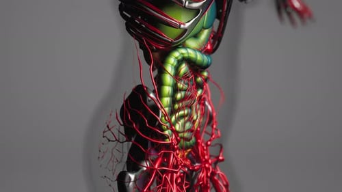 Realistic 3D Human Anatomy Animation with Organs and Circulatory System