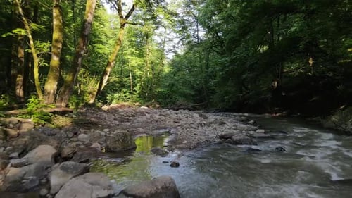 Tranquil Forest Stream Flowing Through a Sunlit Woodland