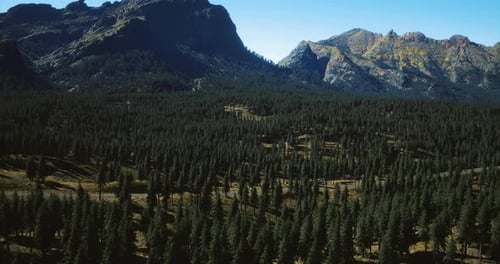 Scenic View of a Dense Forest and Mountains Under Clear Sky in Daytime