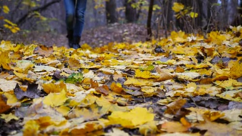 Female Feet in Boots Going on Fallen Maple Leaves at Park Legs of Young Woman Stepping on Yellow