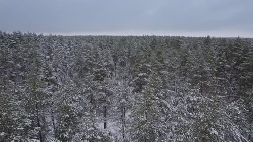 Air View Flight Over the Snowy Winter Forest Endless Pine Forest
