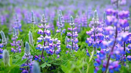 Lupine Field With Pink Purple And Blue Flowers In Iceland