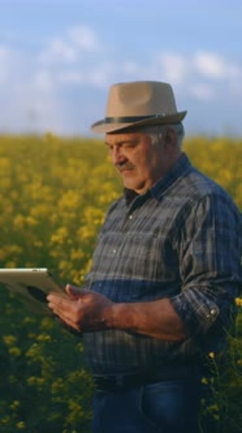 Smiling Senior Farmer in Hat Using Digital Tablet While Standing in Vibrant Yellow Flower Field