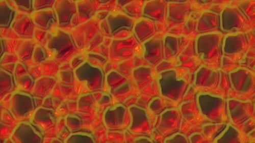 Abstract Fluid Cellular Pattern Animated Seamless Background
