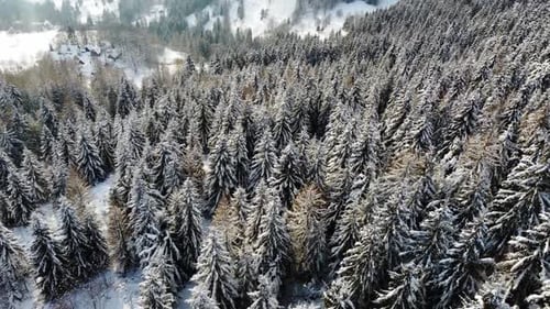 An Aerial Winter Landscape with Pine Trees Covered with Snow in a Spruce Forest Inthe Cold Mountains