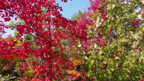 Luftaufnahmen durch Baumwipfel mit herbstfarbenen Blättern