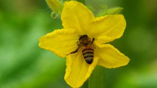 Honey Bee Collecting Pollen