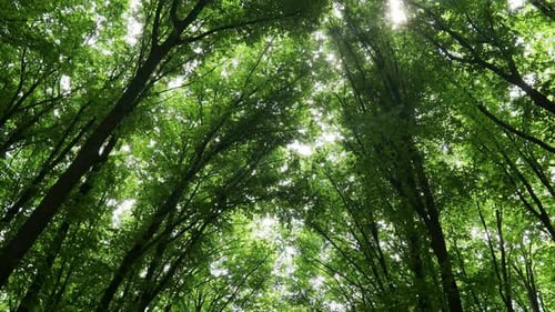 Dunkler Wald, Wald