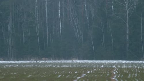European roe deer flock eating on rape raps field in evening dusk