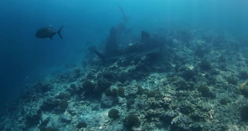 Tiger Sharks Swims Underwater in Blue Ocean Diving with Tiger Sharks in Maldives