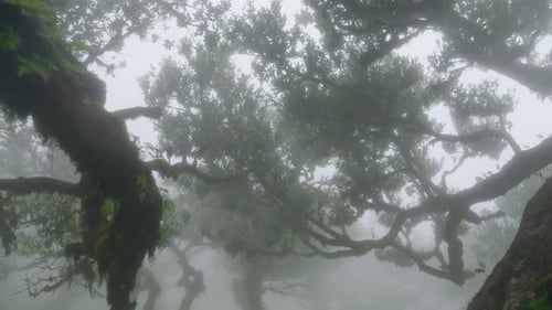 Fanal Magical misty forest in Madeira, Portugal