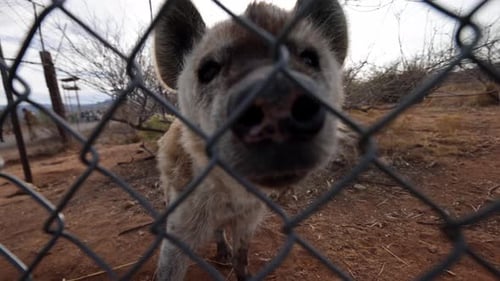 hyena sniffing camera through fence of wildlife sanctuary