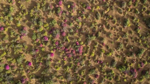 Blooming pink bushes on a dry farm landscape in the Karoo, South Africa, aerial view