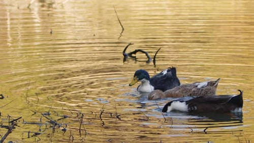 Ducks Swim in a Pond During the Day