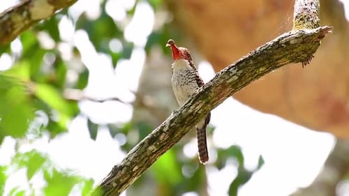 Ein Baum, Eisvogel und einer der schönsten Vögel Thailands in tropischen Regenwäldern