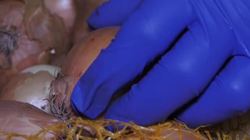 Take the onion from the pile with blue gloves