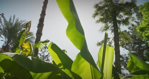 Close Up View On Big Green Leaf Of Banana Tree Scorching Sun Above Banana Tree Tropical Plant Nature