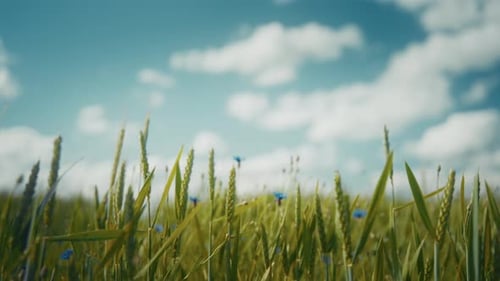 Sommerliche Landschaft mit schwankenden Pflanzen und Wildblumen in Zeitlupe