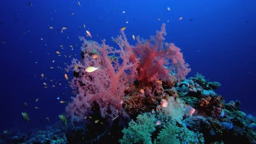 Underwater Fish Coral Garden Red Broccoli