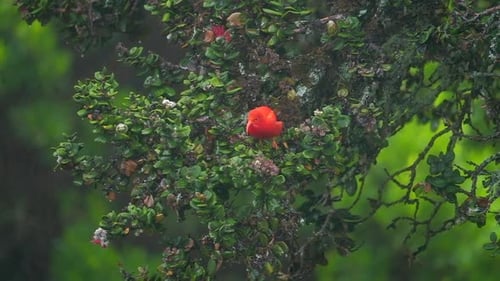 Mielero escarlata