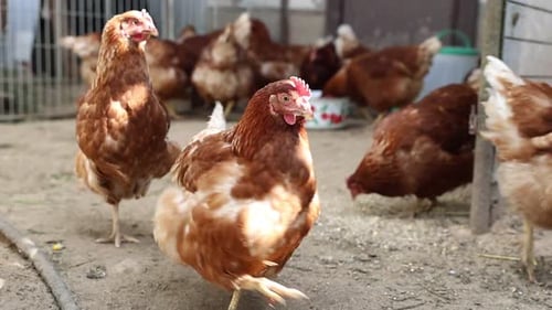 Chickens Roaming in a Coop