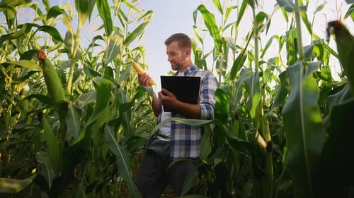 Agronomist Inspecting Corn Crop Harvest Quality in a Field