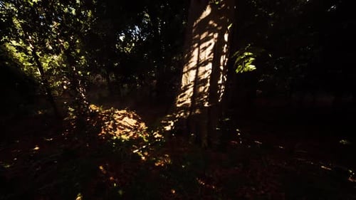 Sunlight Filters Through Trees Casting Shadows on the Forest Floor at Dusk