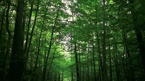 Walking on Path Under Tall Trees in Green Forest, Low Angle