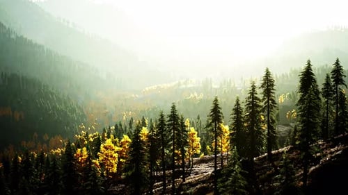 A Dense Forest with Towering Trees