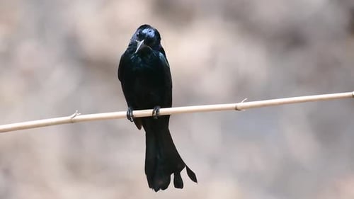 The Hair-crested Drongo or is a bird in Asia from the family Dicruridae which was conspecific with D