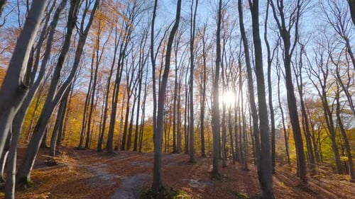 Voo suave entre árvores perto de galhos em uma fabulosa floresta de outono ao pôr do sol