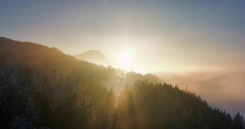 Winter Wonderland Forest Trees Woodland Scenery Outdoors