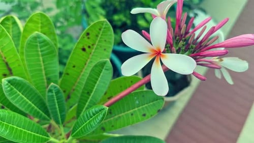 Exotic White and Pink Flower Close-Up
