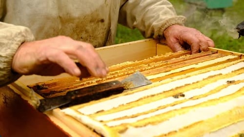 Beekeeper Inspecting Honeycombs in Rural Setting