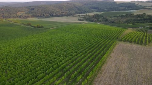Vue aérienne d'un vignoble et des collines environnantes avec un barrage en arrière-plan.