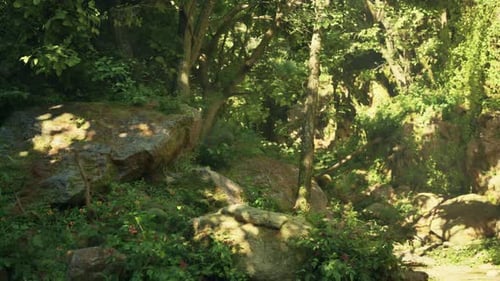 A Lush Green Forest Filled with Lots of Trees