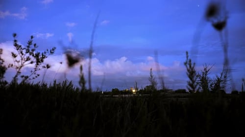 Timelapse from evening to night, stars appear in the sky. Plants in the foreground with camera movin