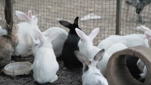 Feeding Farm Rabbits in Cage Lot of Bunnies Chewing Carrots and Leaves on a Shrub Branch on Nature