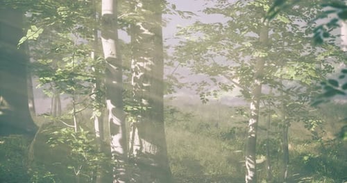 Morning Sunlight Filters Through Lush Trees in a Serene Forest Setting