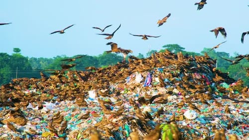 Black kites prey birds flying and eating from landfill waste in Bangladesh, environmental disaster
