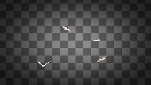 Seemöwen, fliegende Alpha-Kanäle
