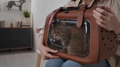 Cat Sitting inside Carrier on Owners Lap in Veterinary Clinic
